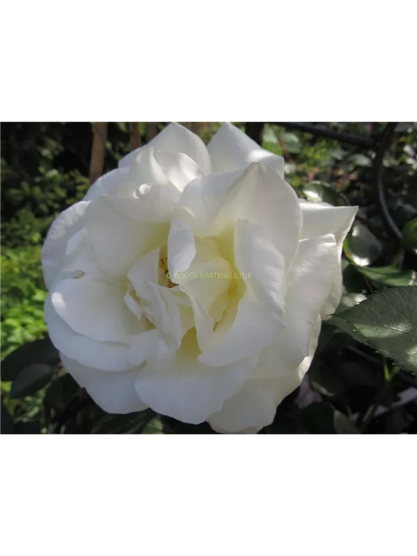 Kletterrose 'Schneewalzer'