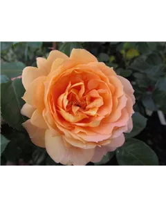 Beetrose 'Schöne vom See'