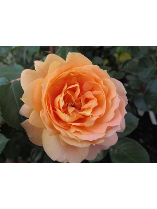 Beetrose 'Schöne vom See'