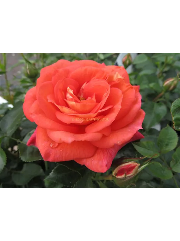 Beetrose 'Sommersonne'