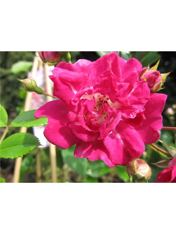 Ramblerrose 'Super Excelsa'