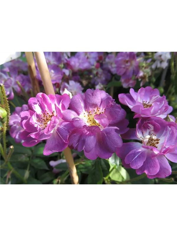 Ramblerrose 'Veilchenblau'