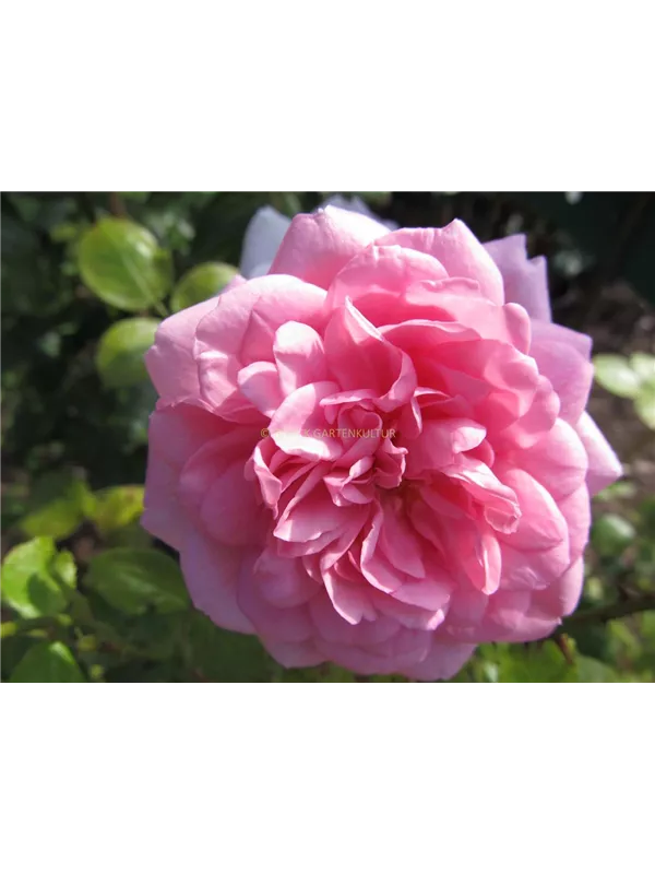 Kletterrose 'Sweet Laguna'