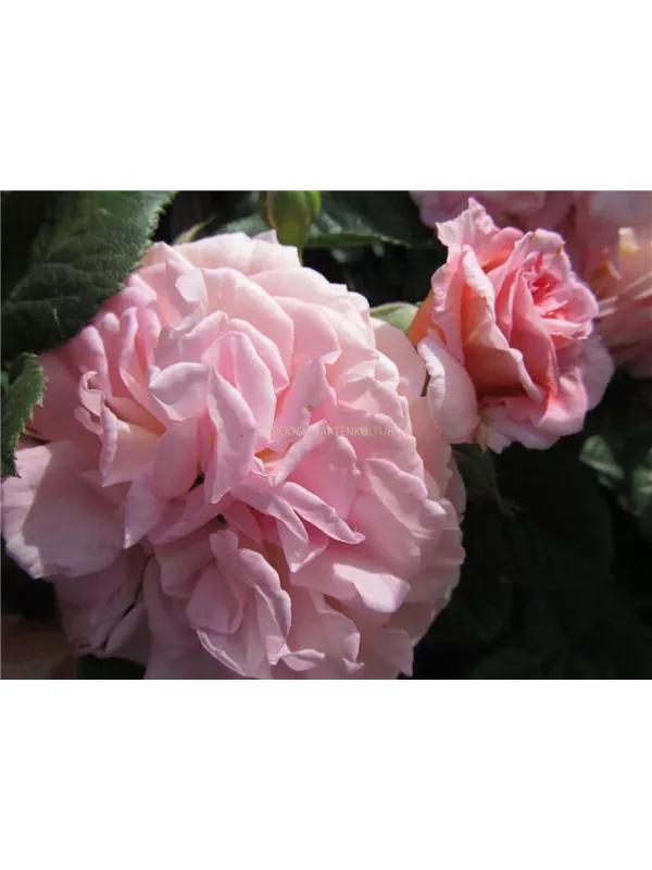 Beetrose 'Amaretto'®(s)