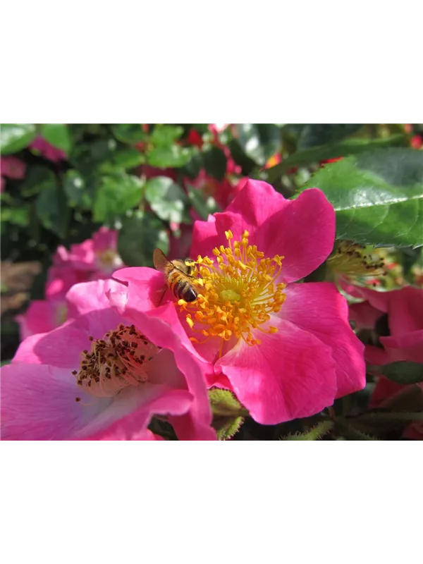 Ramblerrose 'American Pillar'