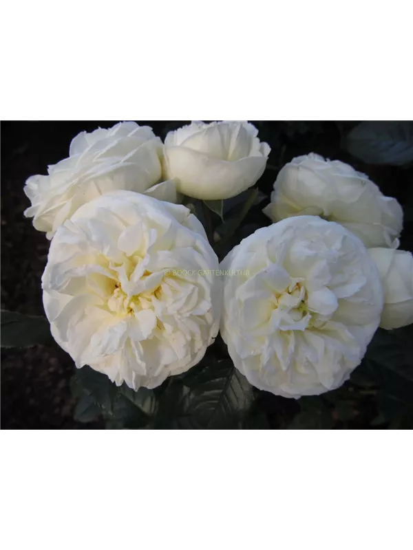 Strauchrose 'Artemis'®