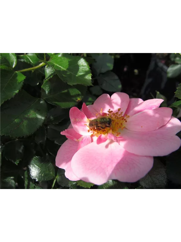 Rose 'Bienenweide® Bicolor'