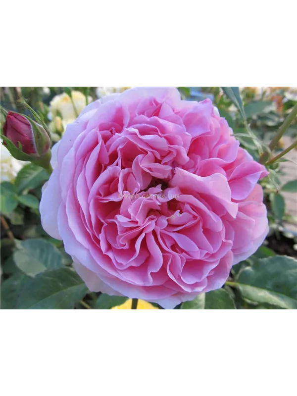 Englische Strauchrose 'Boscobel'