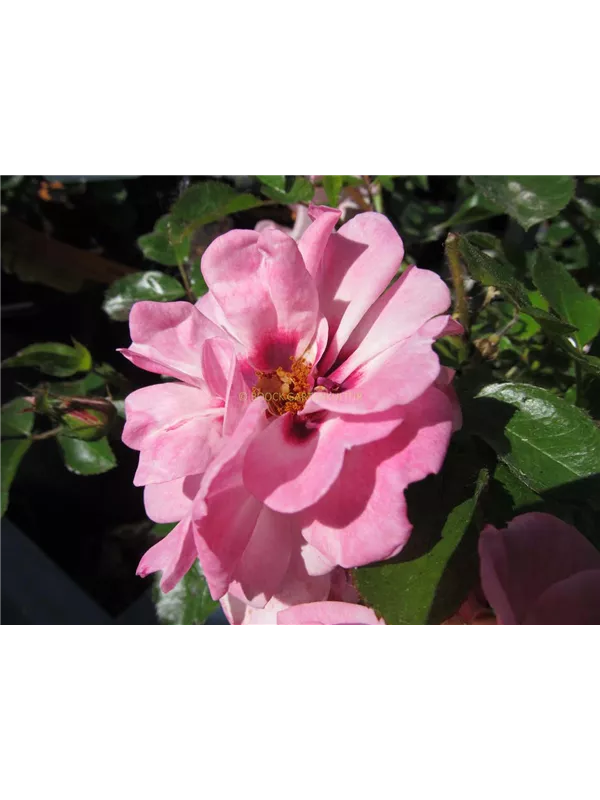 Persische Rose 'Bright Eyes'