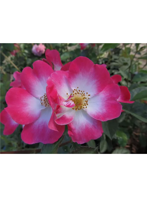 Strauchrose 'Bukavu'®