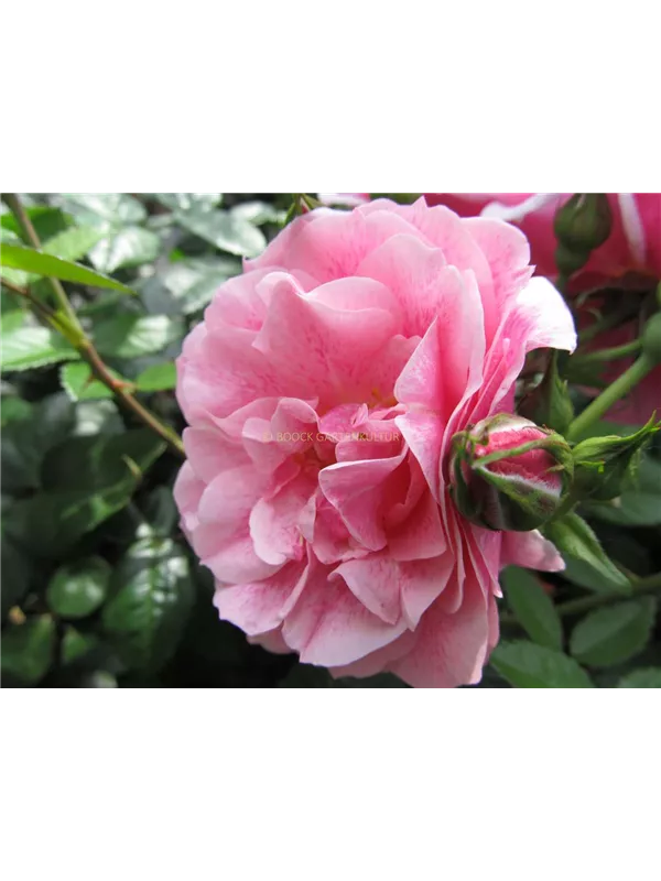 Kletterrose 'Camelot'®