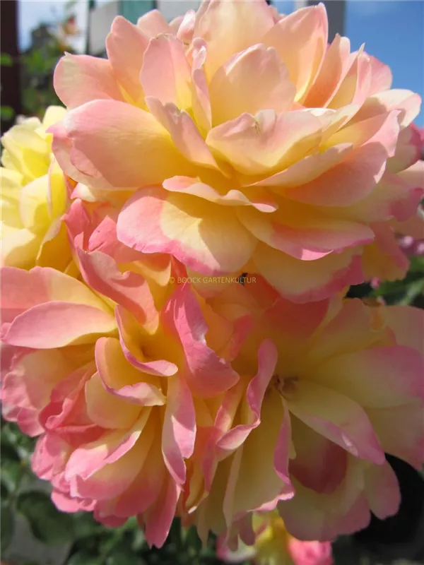 Bodendeckerrose 'Candela'®