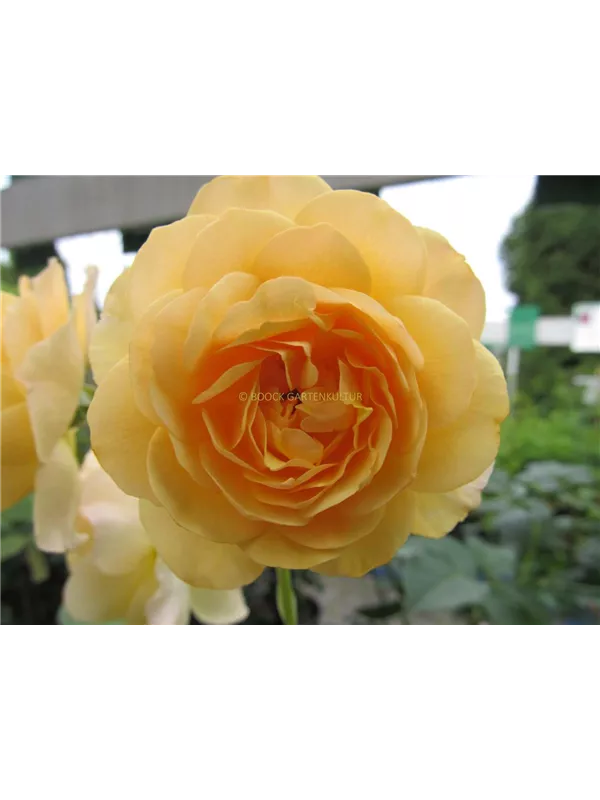 Englische Strauchrose 'Carolyn Knight'