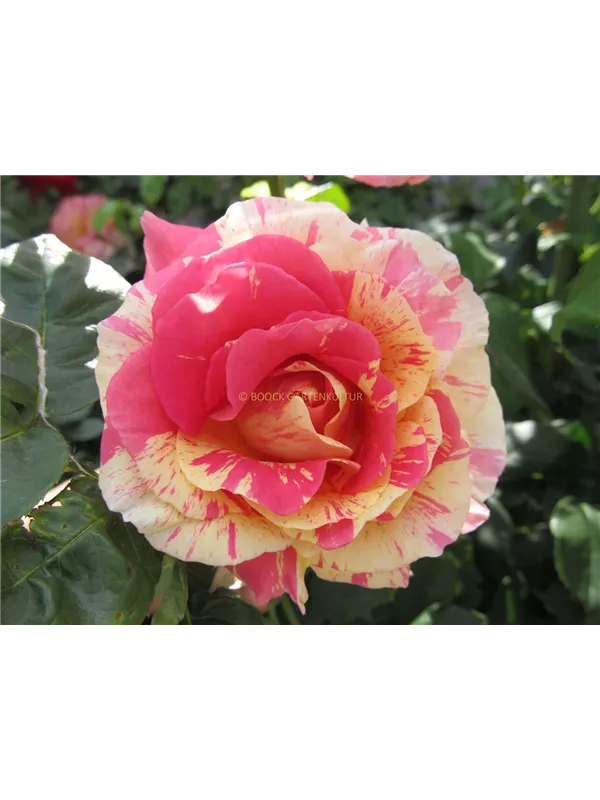 Edelrose 'Claude Monet'®