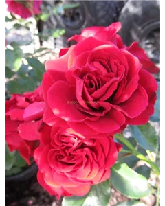 Kletterrose 'Cumberland'