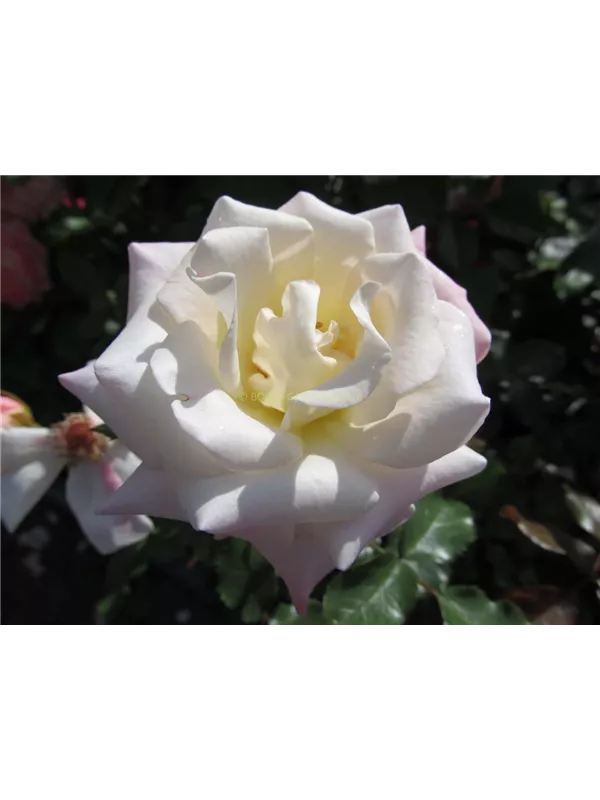 Beetrose 'Eisprinzessin'®