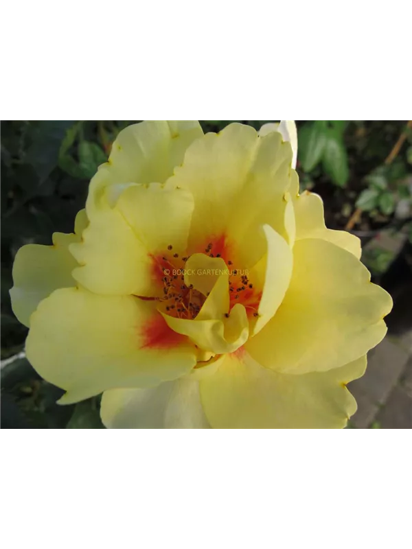 Strauchrose 'Eyeconic'®