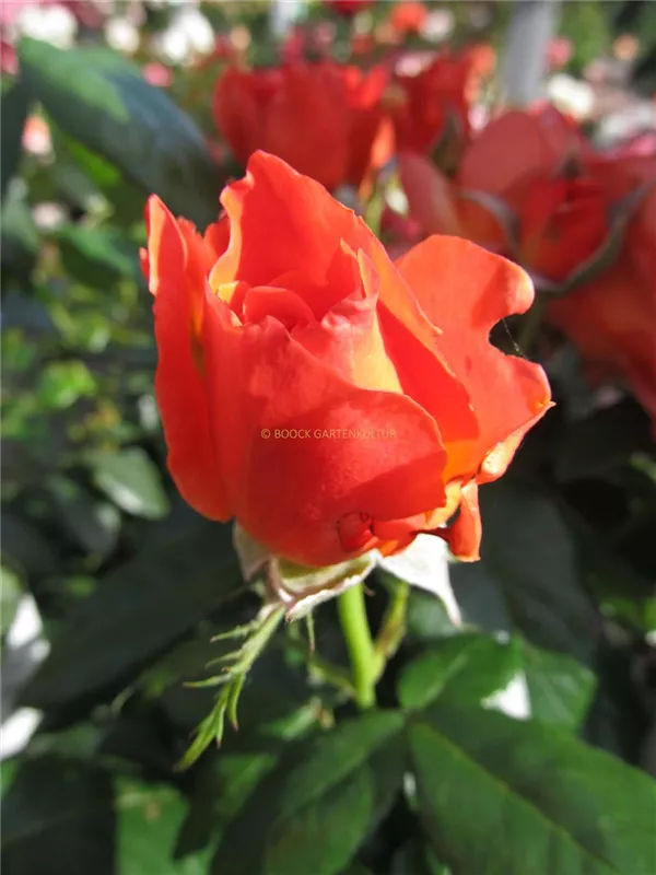 Beetrose 'Fellowship'®