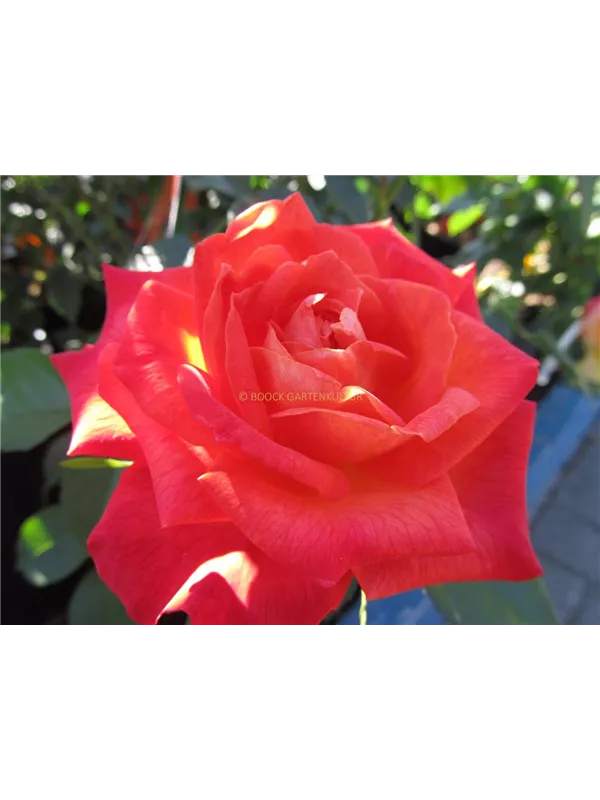 Edelrose 'Feurio'®(s)