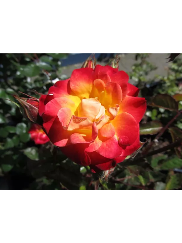 Beetrose 'Firebird'®