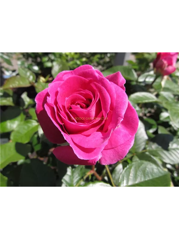 Beetrose Parfuma® 'Fräulein Maria'®