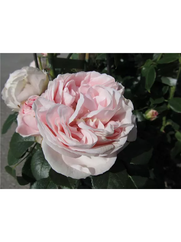 Kletterrose 'Giardina'®