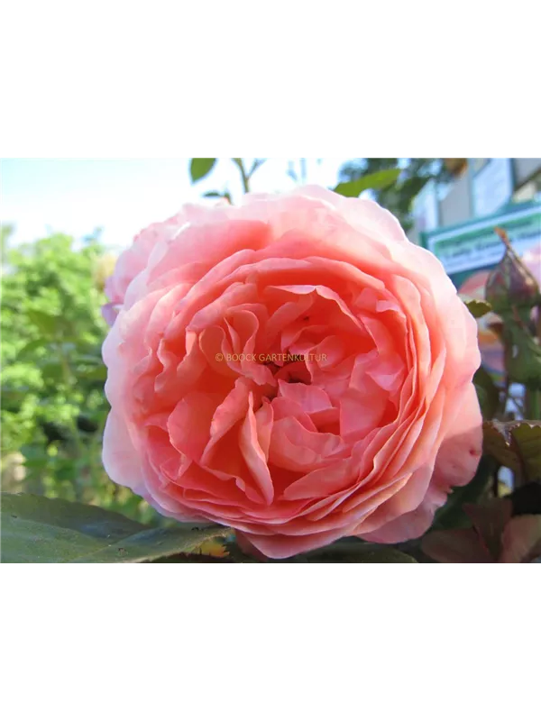 Englische Strauchrose 'Lady Emma Hamilton'®