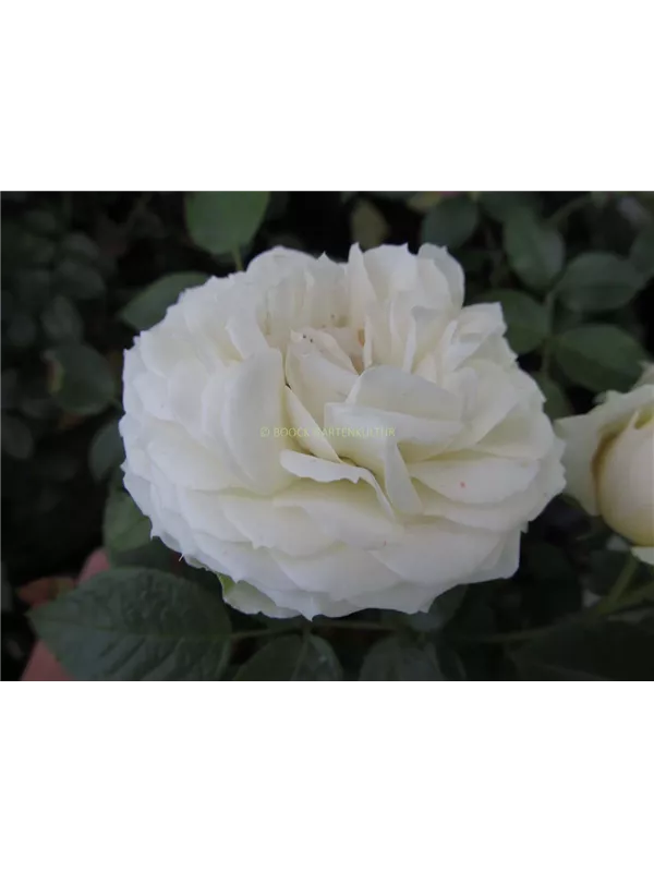 Beetrose 'Lemon Rokoko'