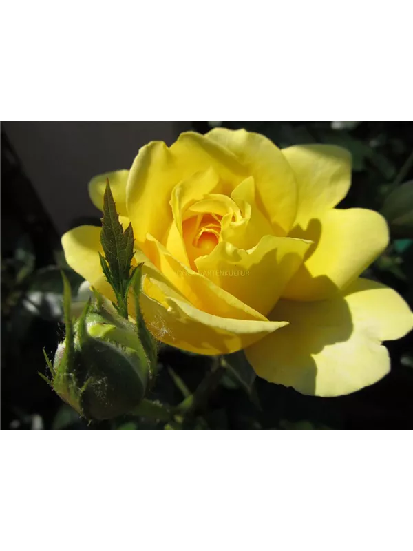 Schlossrose 'Marselisborg'®