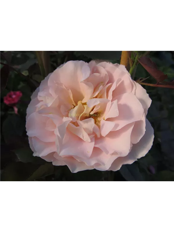 Strauchrose 'Matthias Claudius'®