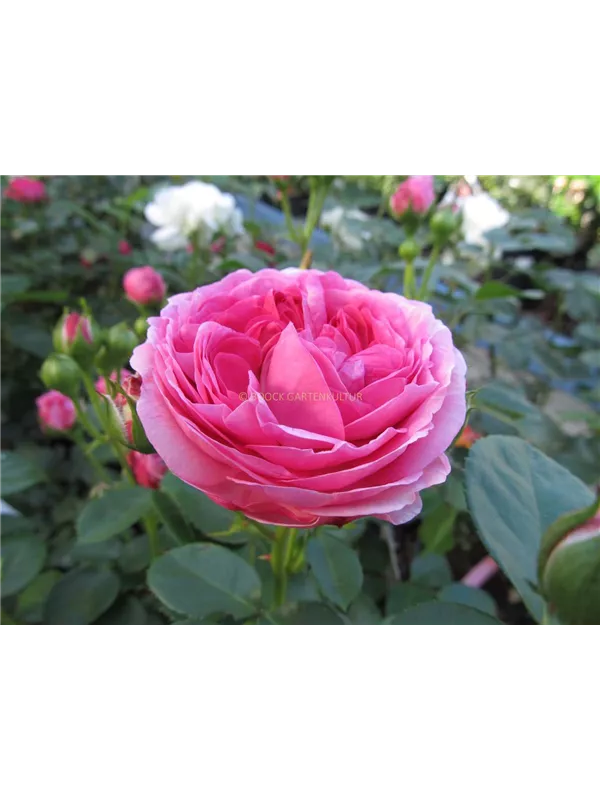 Edelrose 'Modern Art'