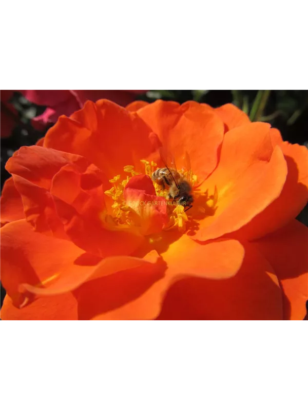 Beetrose 'Morning Sun'®