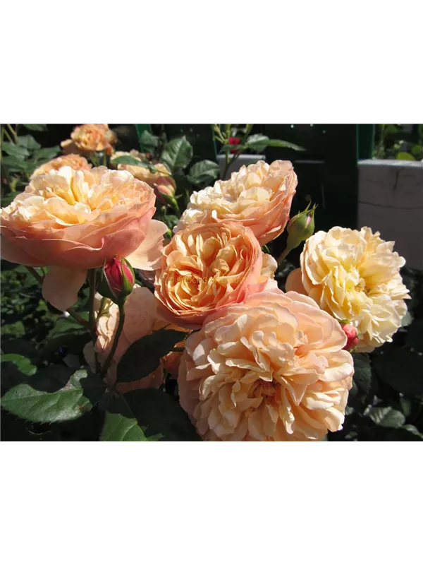 Beetrose 'Natalija™ Frayla®'