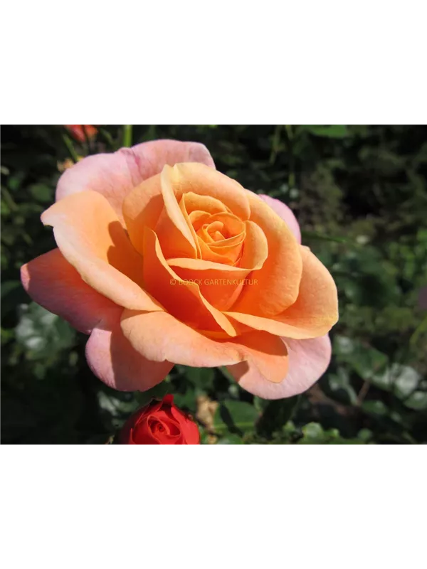 Kletterrose 'Peach Melba'®(s)