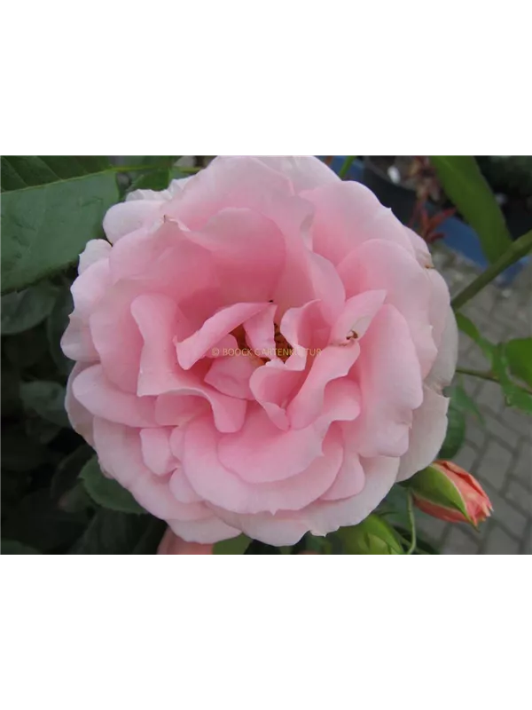 Beetrose 'Poetry'®(s)