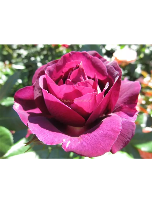 Beetrose 'Purple Breeze'®