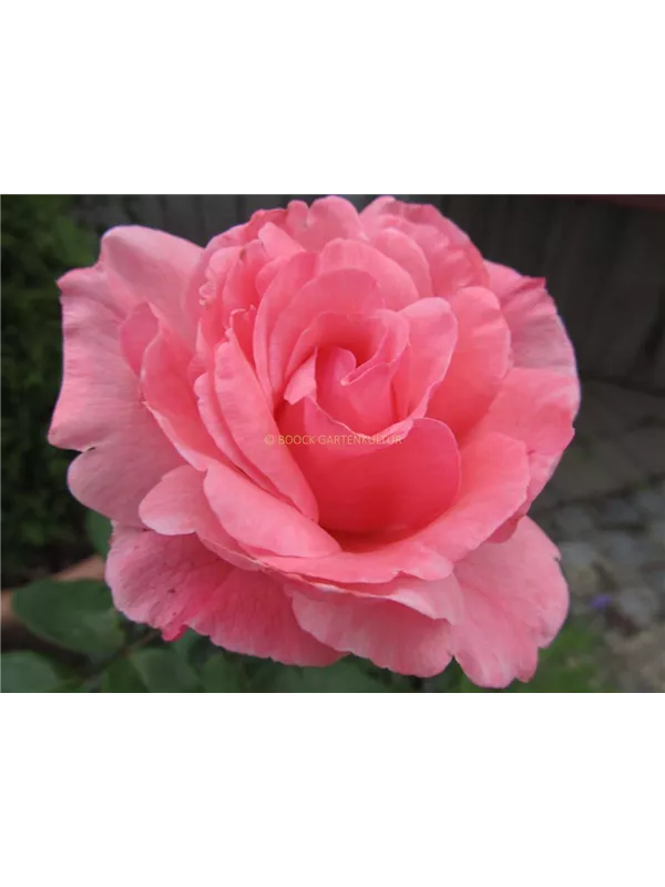 Beetrose 'Queen Elizabeth Rose'®