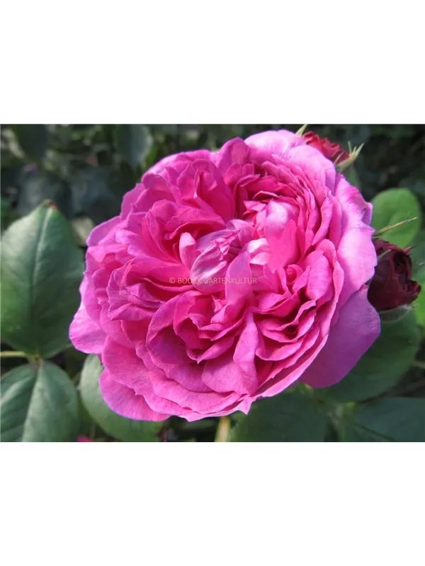 Moosrose 'Reine des Violettes'