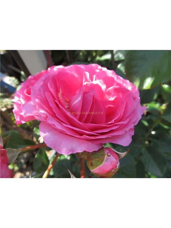 Beetrose 'Renee van Wegeberg'