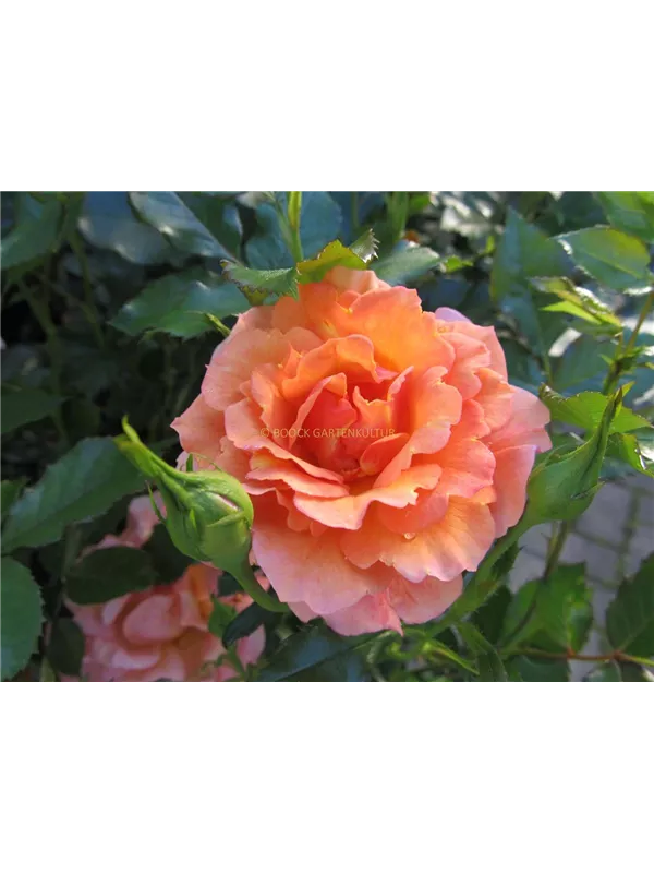 Strauchrose 'Lambada'®