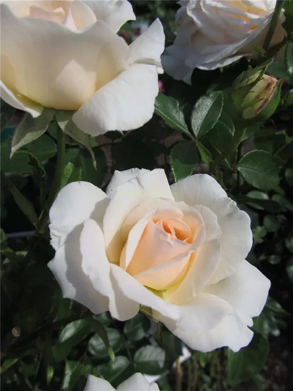 Kletterrose 'Penny Lane'®