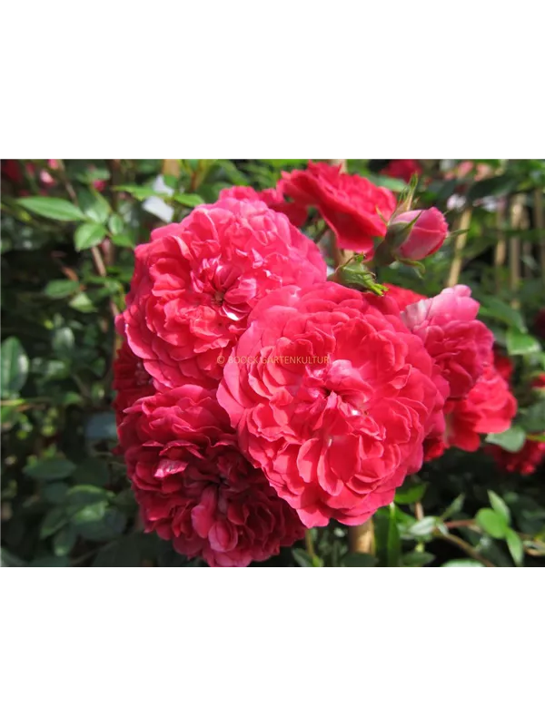 Ramblerrose 'Rosilia'®
