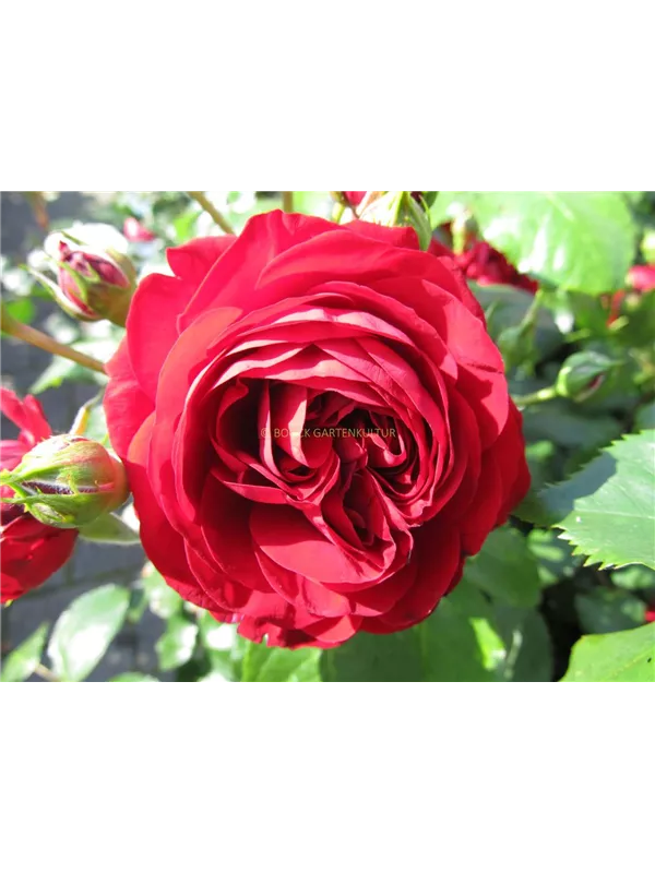 Beetrose 'Rotkäppchen'