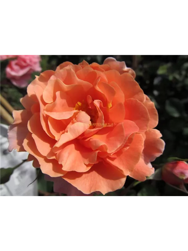 Kletterrose 'Schloss Bad Homburg'®