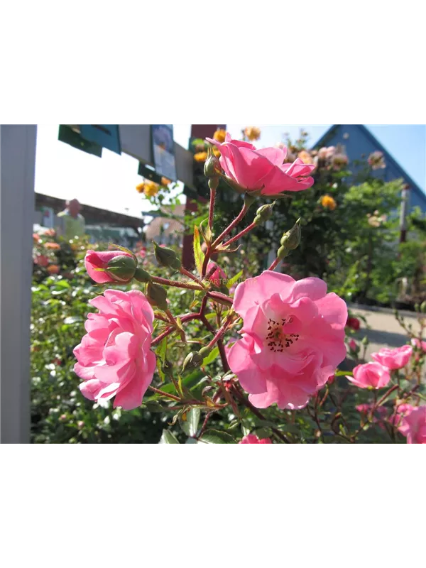 Beetrose 'Schöne Dortmunderin'®