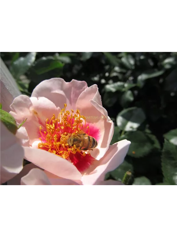 Persische Rose 'SEE YOU® in red'