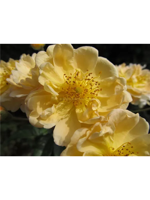 Ramblerrose 'Sunny Siluetta'®