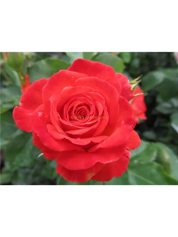 Edelrose 'Vulcano'®