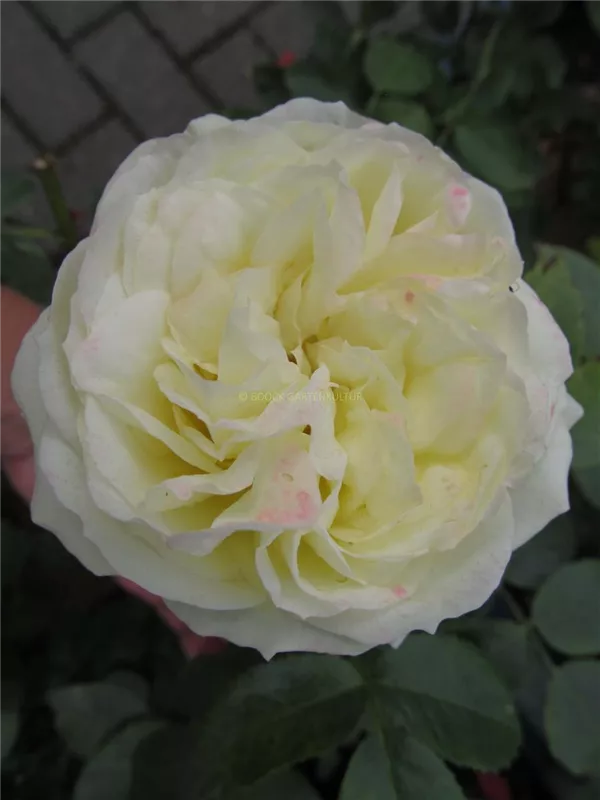 Edelrose 'Wedding Piano'®