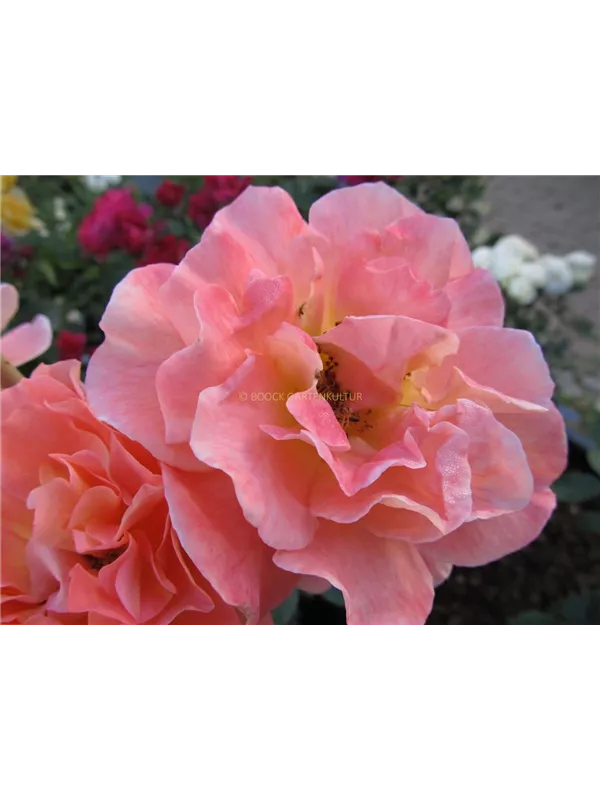 Strauchrose 'Westerland'®